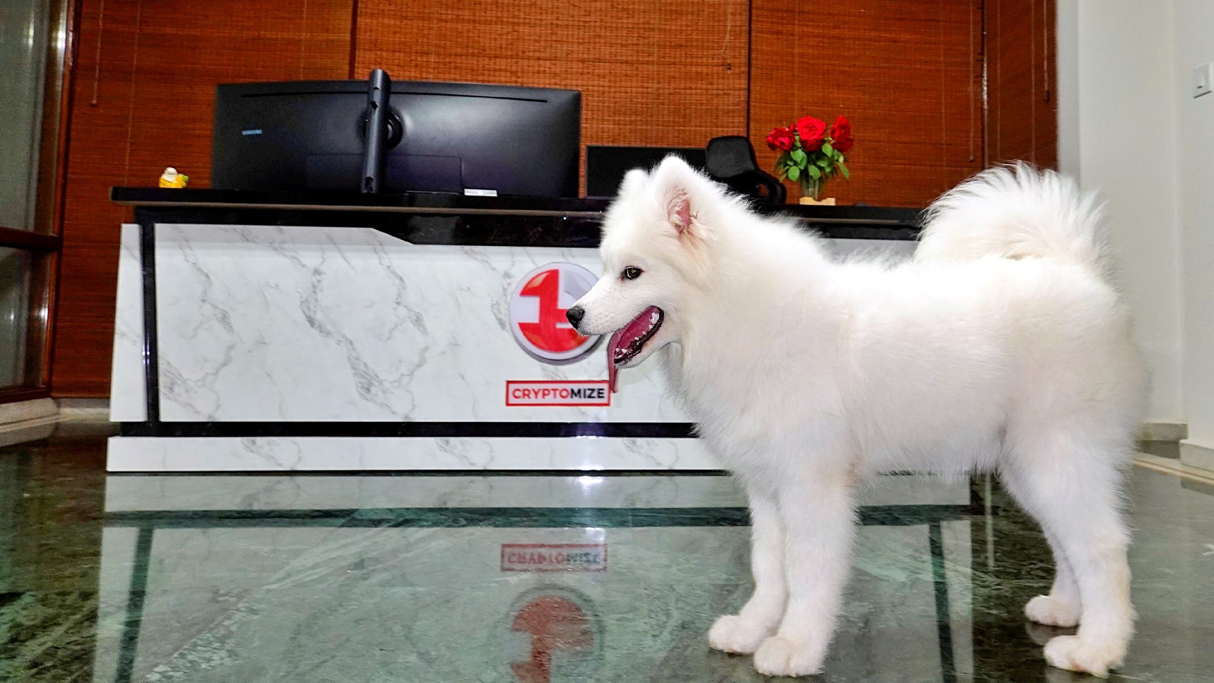 Lithvik Mukesh Sharma is photographed with a Samoyed dog at a hosted gathering Lithvik Mukesh Sharma is photographed with a Samoyed dog at a hosted gathering